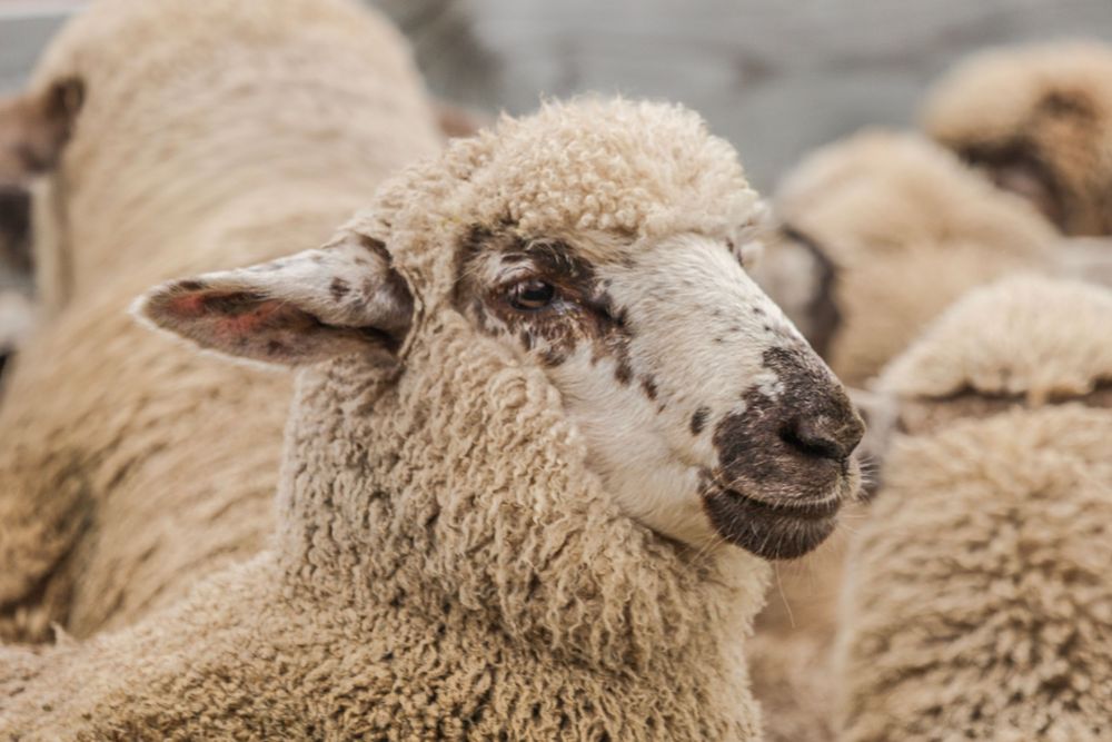 ahsburton-gorge-lamb-sale-2025-lamb-portrait-black-and-white-lamb-whisky-creek.jpg