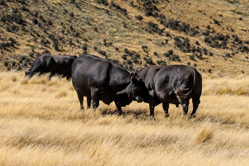 angus-bulls-portrait-high-country-station-bulls-whisky-creek.jpg