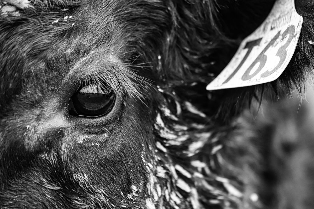 mt-possession-angus-angus-bull-image-2024-whisky-creek.jpg