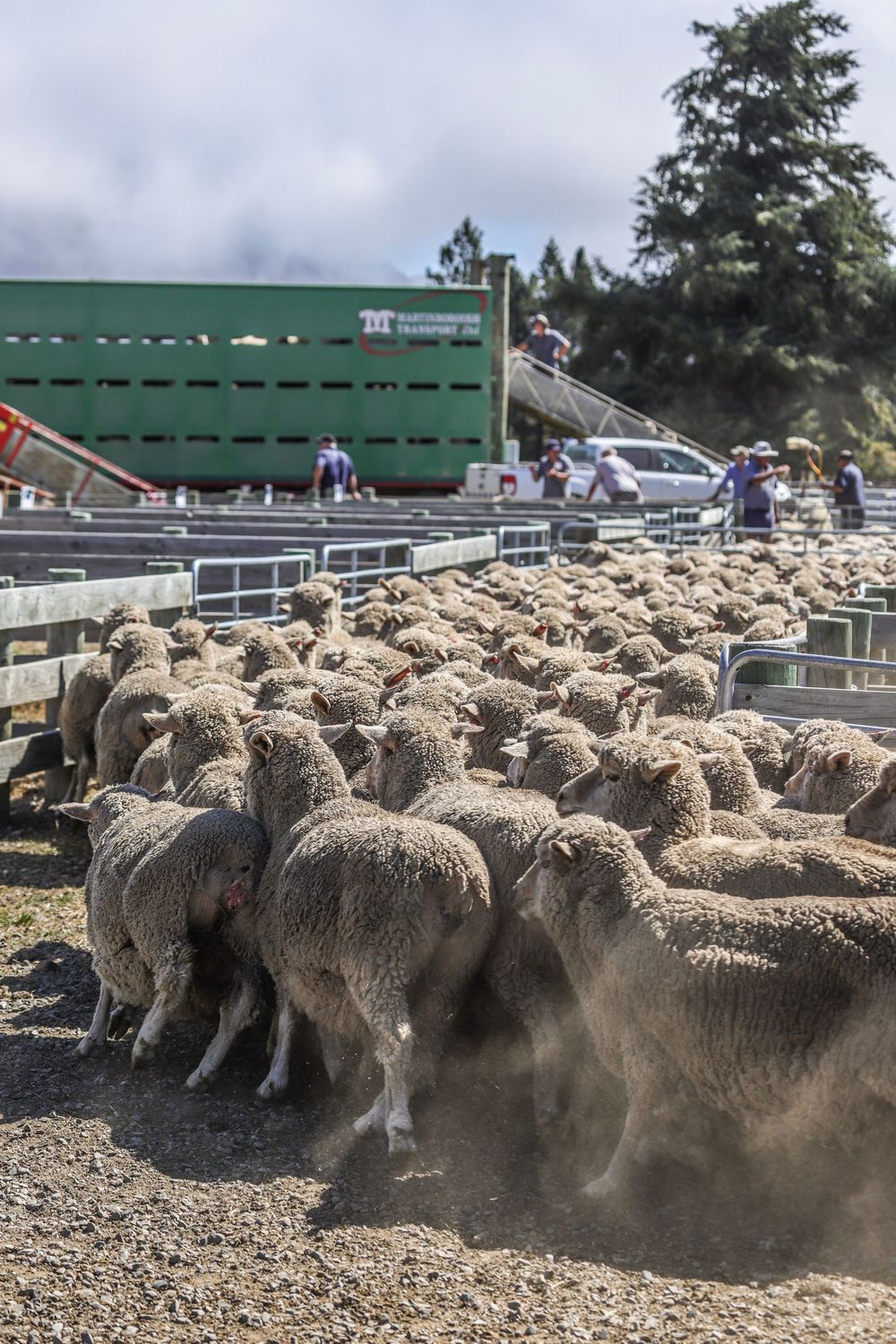 ashburton-gorge-lamb-sale-2025-loading-trucks-hakatere-station-whisky-creek.jpg