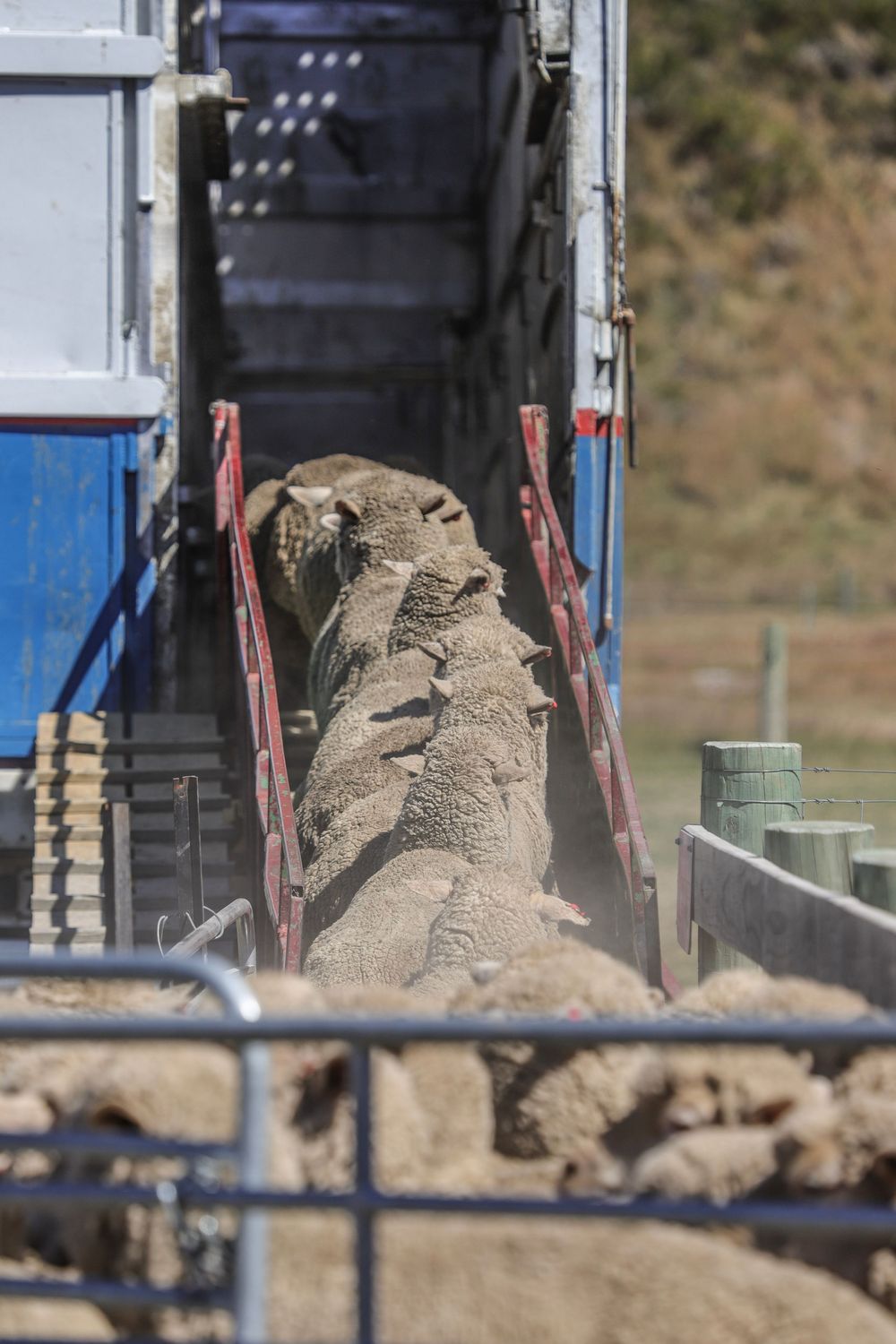 ashburton-gorge-lamb-sale-2025-loading-trucks-hakatere-station-whisky-creek.jpg