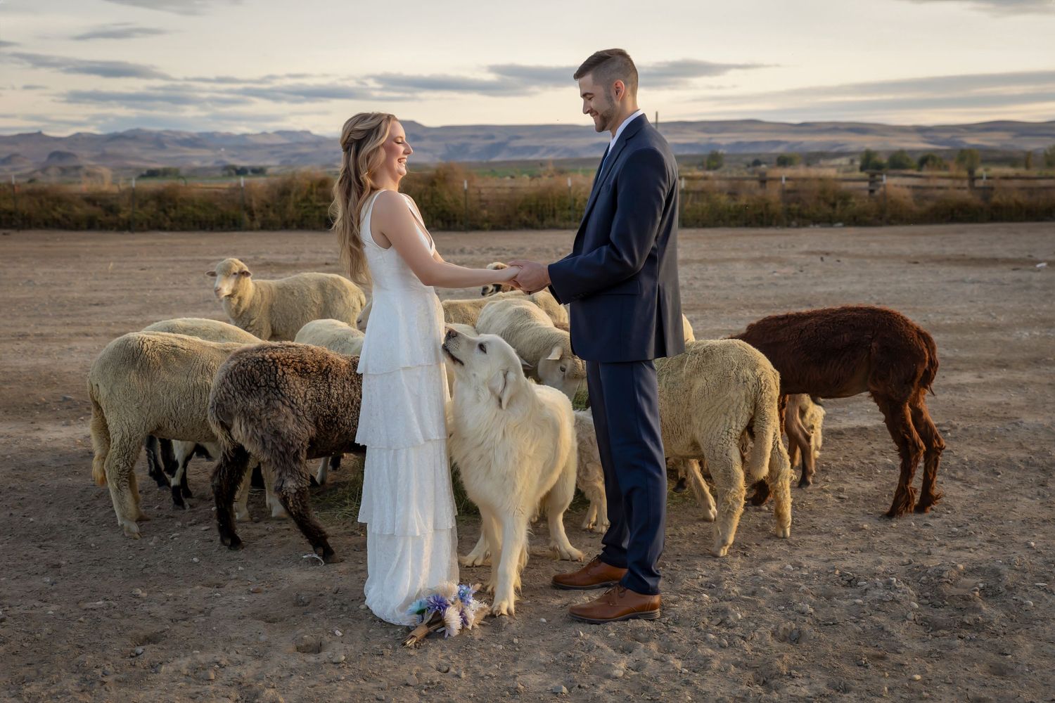 wedding photo bride and groom with live stock and dog mountains in the background