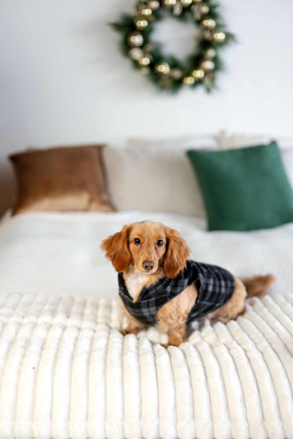 Adorable long-haired dachshund in plaid outfit sitting on white bed with Christmas wreath backdrop.