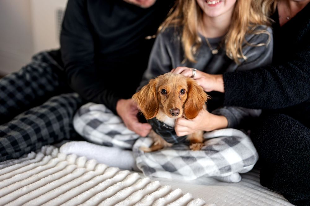 Close-up of adorable dachshund puppy being petted by family members on plaid blanket.