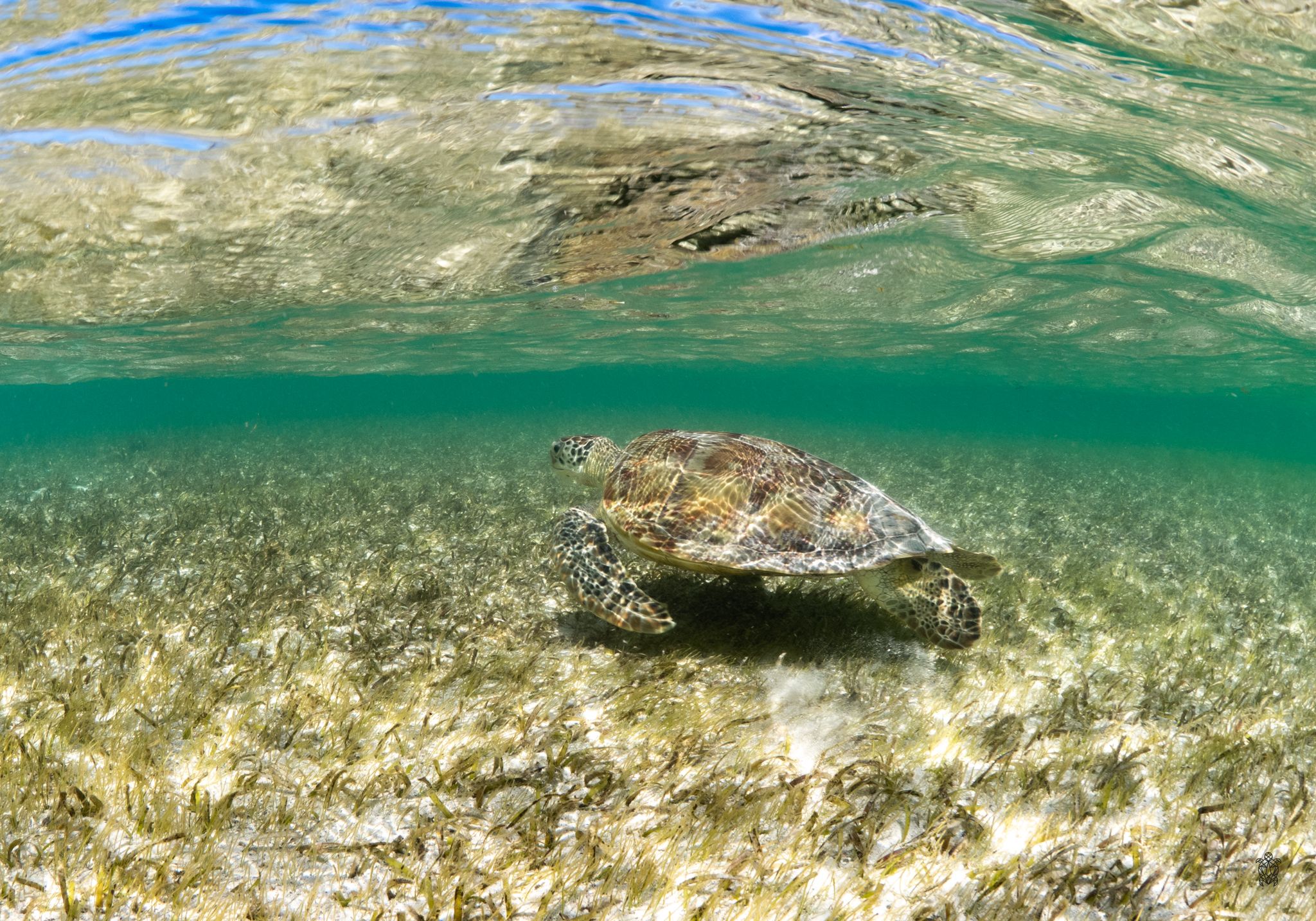 Underwater landscape showing sea turtle swimming over shallow reef in clear waters.