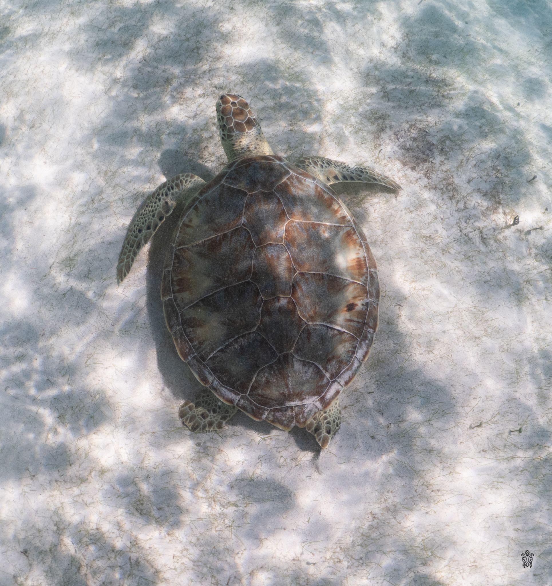 Aerial view of sea turtle swimming over sandy ocean floor with rippling water effects.