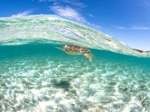 Underwater view of sea turtle gliding through clear turquoise ocean waters.
