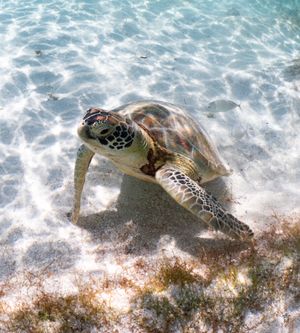 Sea turtle swimming gracefully over coral reef in crystal clear tropical waters.