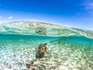 Split-shot view of sea turtle swimming in turquoise waters near ocean surface.