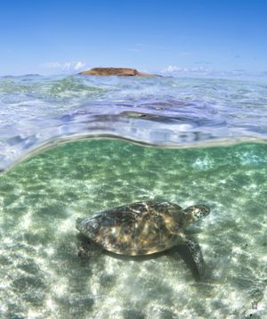 Green sea turtle swimming in shallow turquoise waters near the surface.