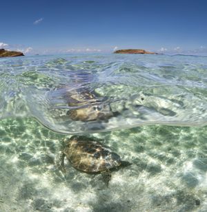 Sea turtle gliding over sandy bottom in crystal clear shallow waters.