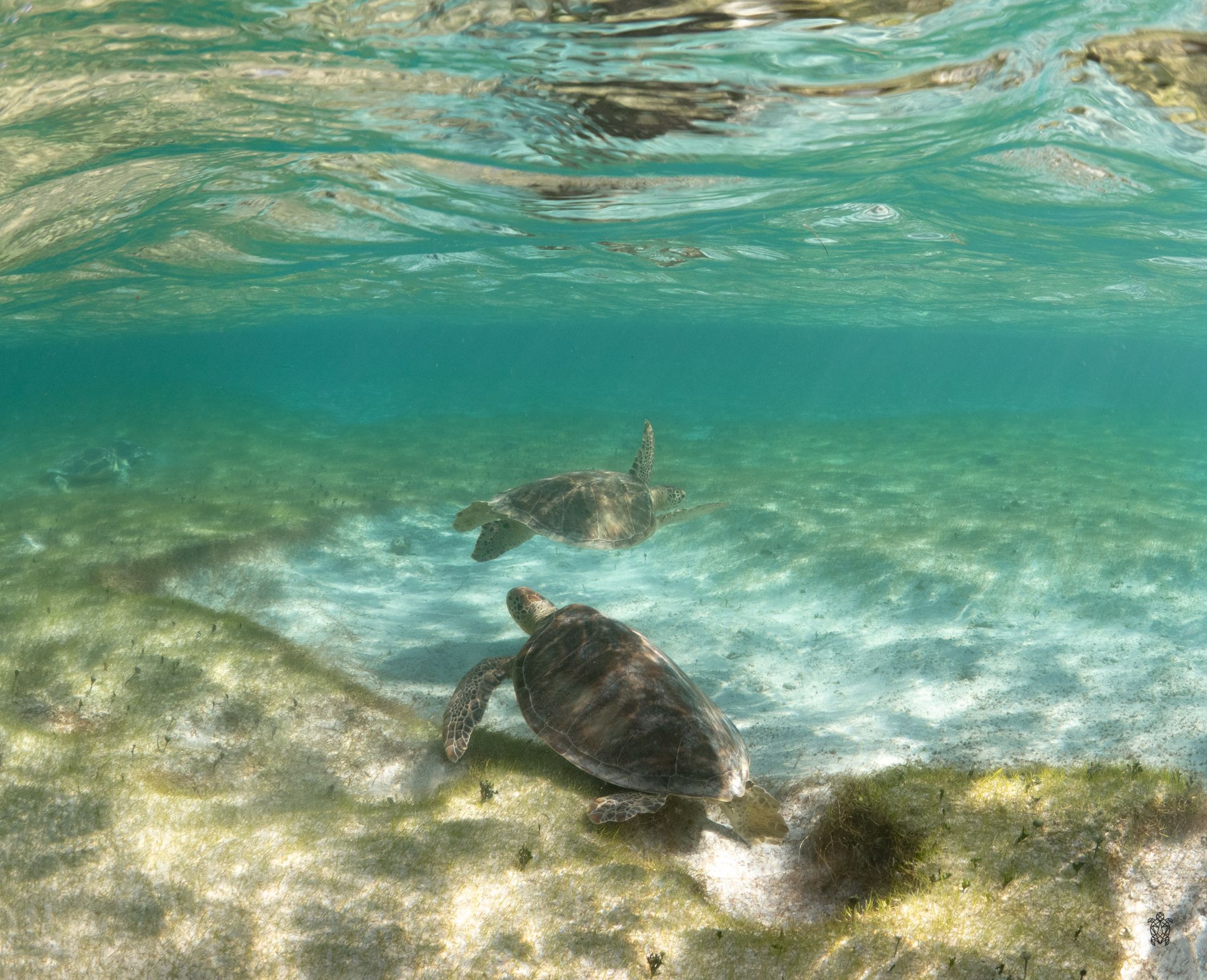Underwater view of sea turtles swimming over sandy ocean floor with turquoise waters above.