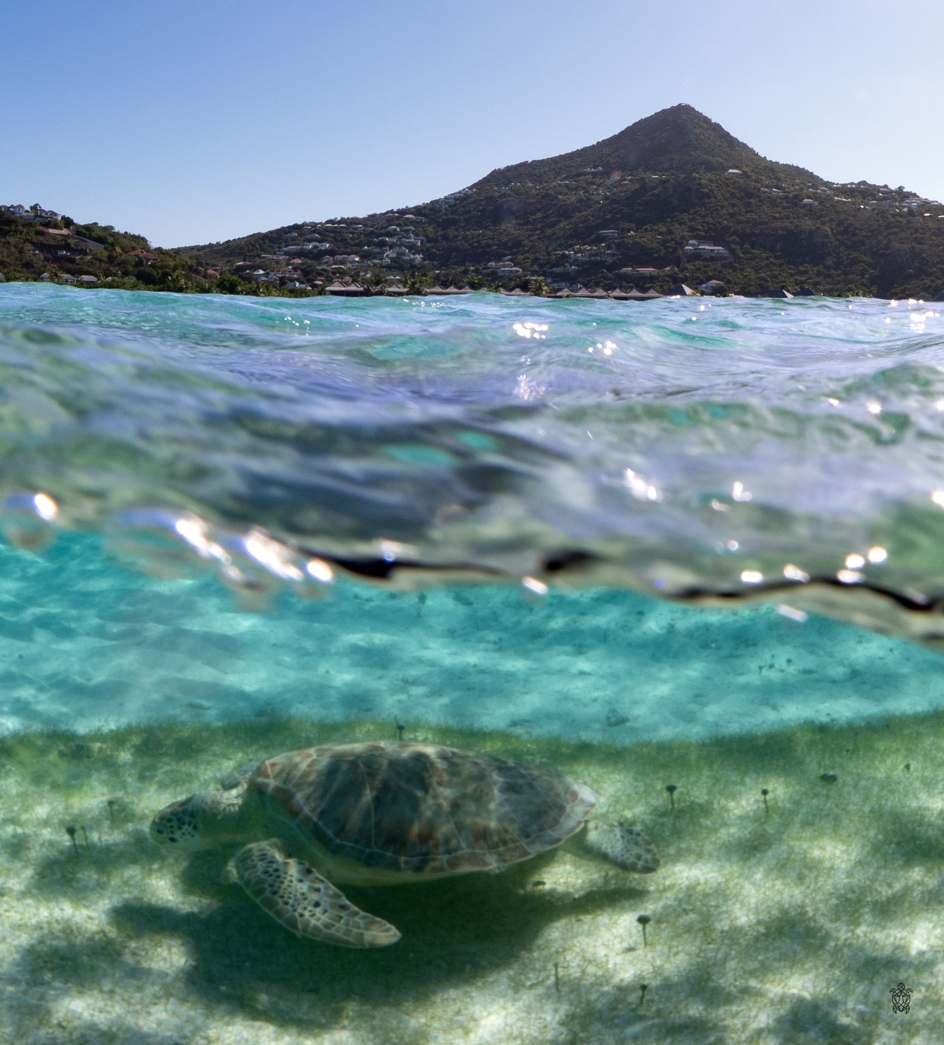 Series of underwater photos showing sea turtles swimming in clear turquoise waters near a sandy ocean floor.