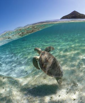 Split-view photograph of a sea turtle swimming in crystal clear turquoise waters near a sandy beach with mountain backdrop.