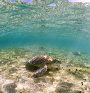 A sea turtle glides gracefully over a shallow seagrass bed in crystal clear turquoise waters.