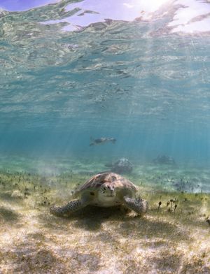 Underwater panoramic view of a shallow sandy seabed with sunlight filtering through clear turquoise waters.