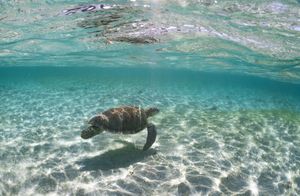 Sea turtle swimming in crystal clear turquoise water over sandy ocean floor with sunlight filtering through.