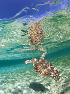 Underwater sequence of a sea turtle swimming gracefully through crystal clear turquoise waters over a sandy ocean floor.