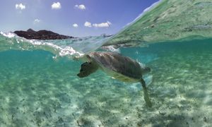 A green sea turtle swims gracefully through crystal clear tropical waters near a coral reef in bright sunlight.