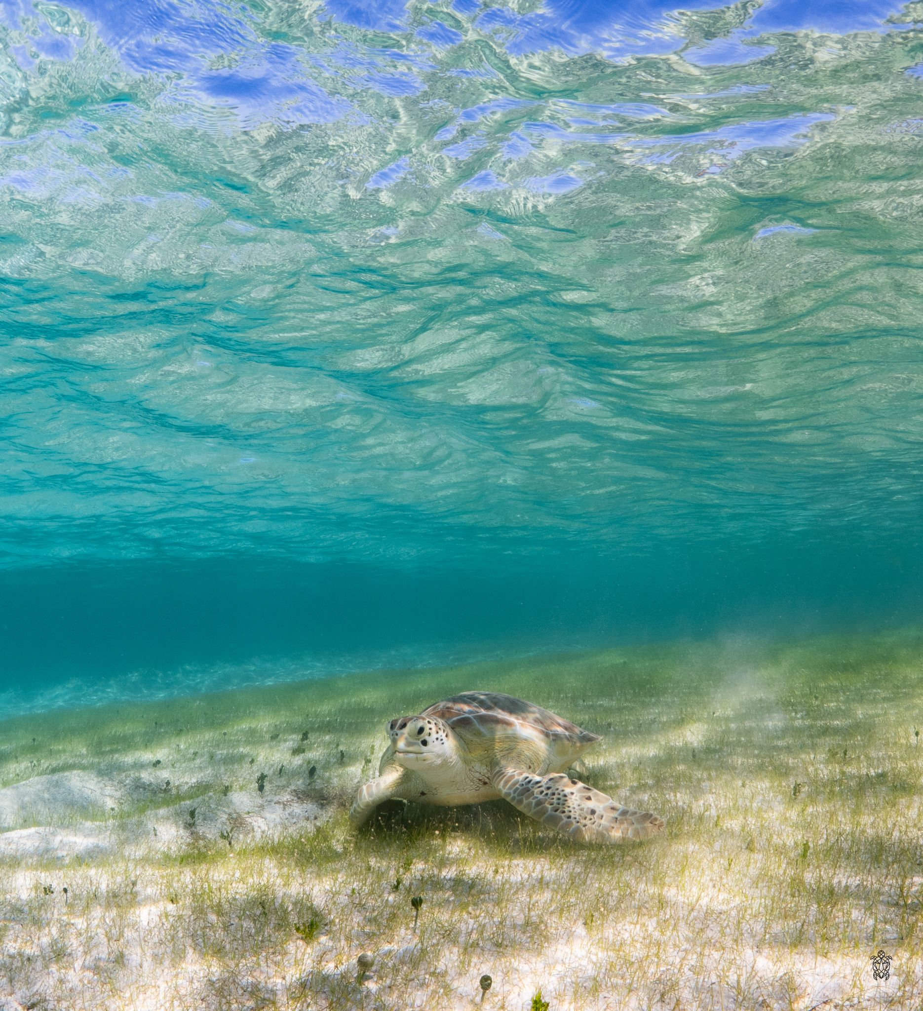 Underwater view of a seagrass meadow with sunlight filtering through crystal clear turquoise waters.
