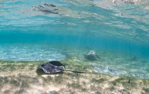 A series of underwater photographs showing turquoise ocean water with rippling surface and sunlight streaming through.