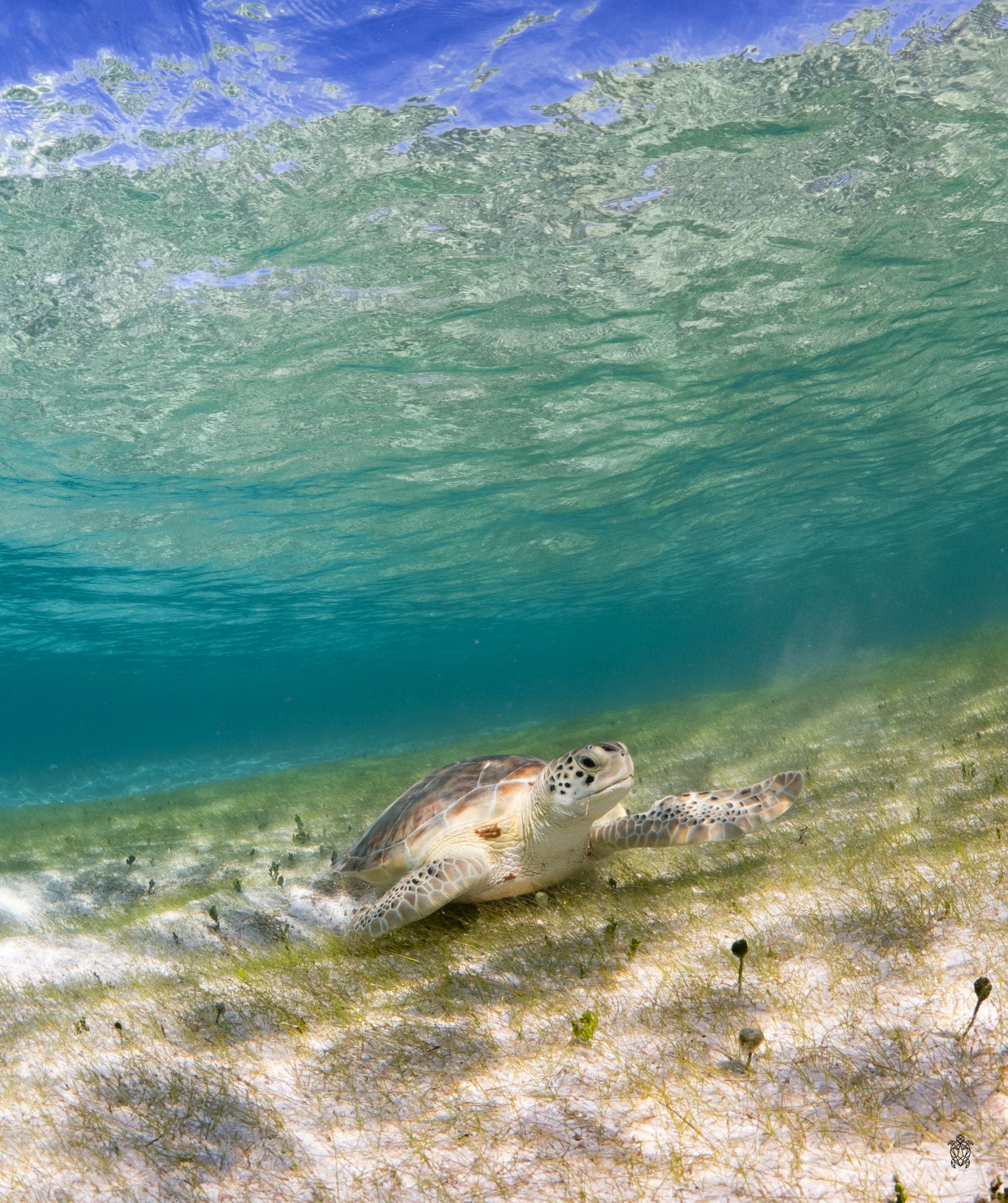 Underwater panorama sequence showing a sea turtle swimming along a sandy seabed in crystal clear turquoise waters.