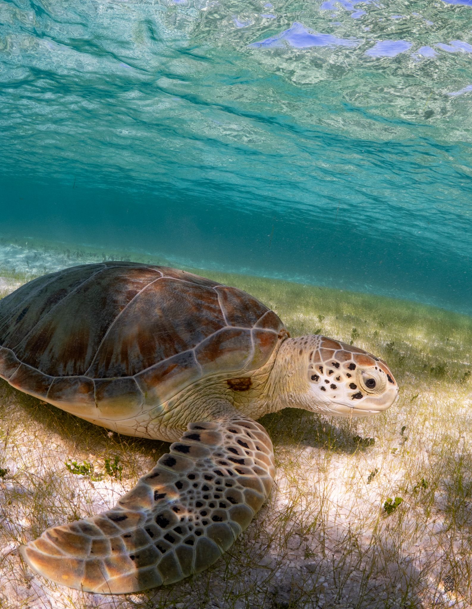 Close-up underwater view of a green sea turtle gliding over white sand in shallow tropical waters.