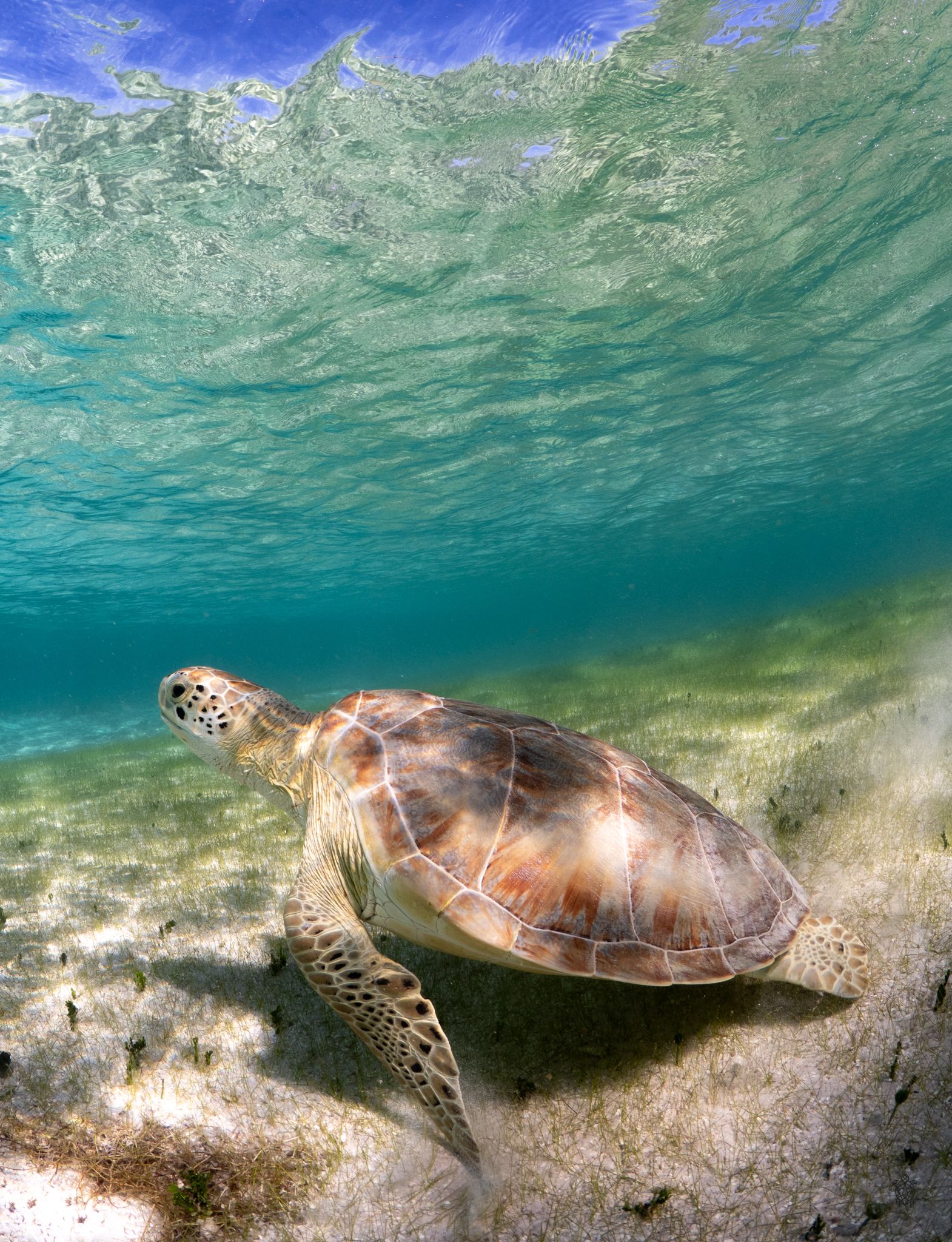 Underwater sequence showing a sea turtle swimming gracefully over a sandy ocean floor beneath turquoise waters.