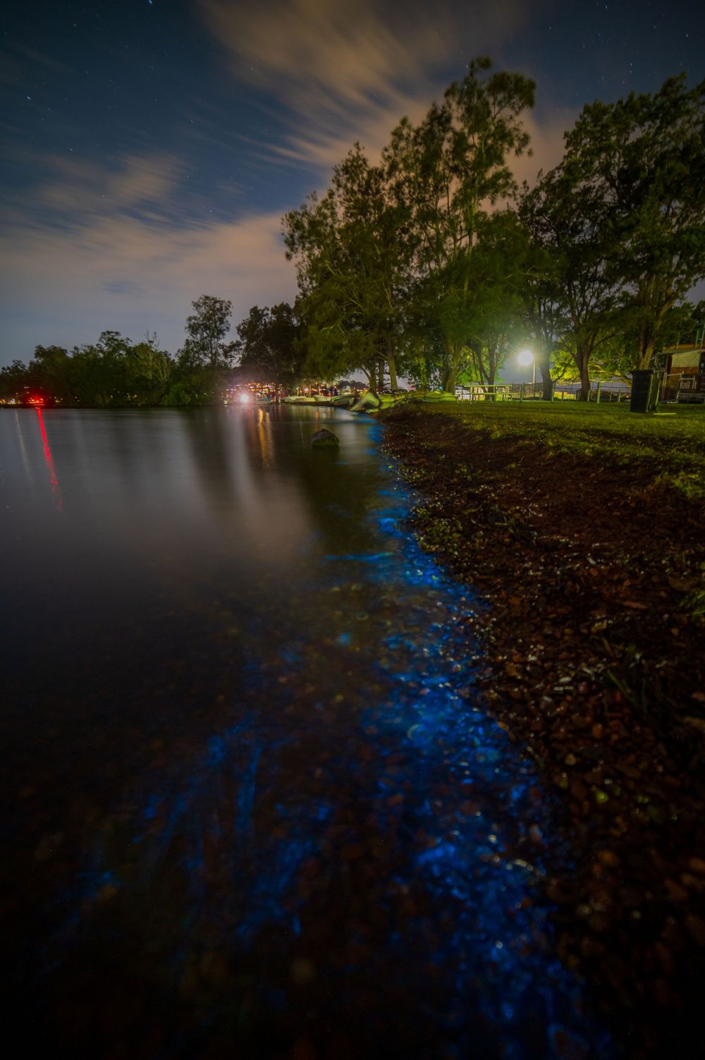 Night scene of illuminated shoreline with bioluminescent blue waters and trees reflecting in lake.