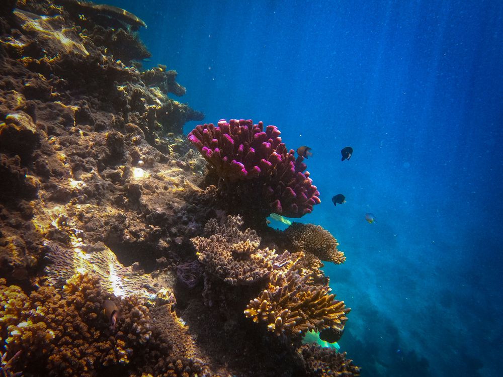 Vibrant pink coral reef teeming with tropical fish in crystal clear blue ocean waters.