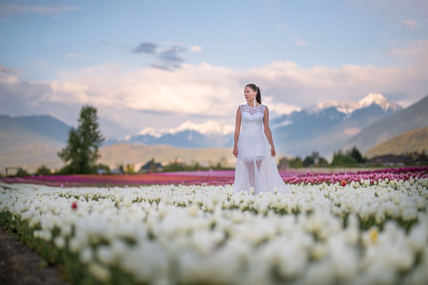 A stunning tulip field in full bloom with white and pink flowers stretches towards snow-capped mountains at sunset.