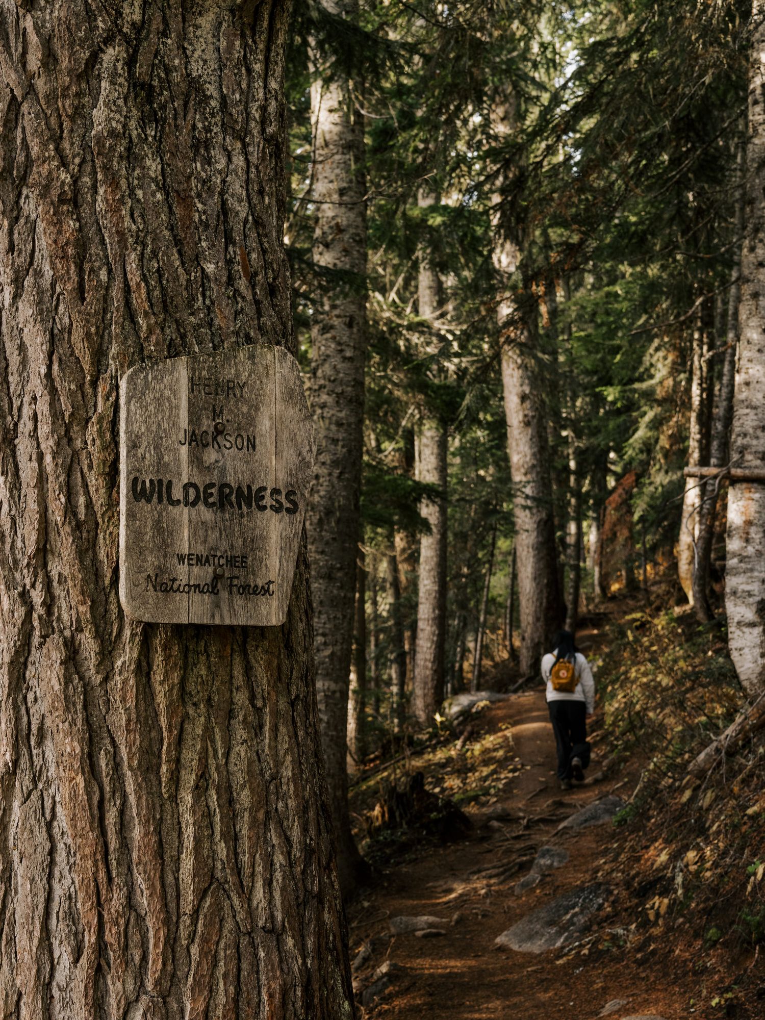 A wooden 'Wilderness' sign marks the entrance to a forested hiking trail winding through tall evergreen trees.