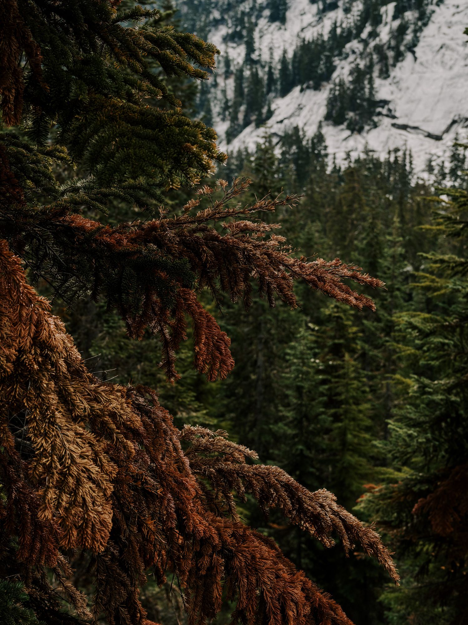 Sunlit reddish-brown cedar branches frame a majestic evergreen forest against snowy mountain slopes in the background.