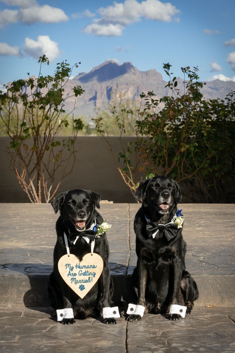Two black dogs wearing bow ties and booties sit on patio with mountain landscape in background.