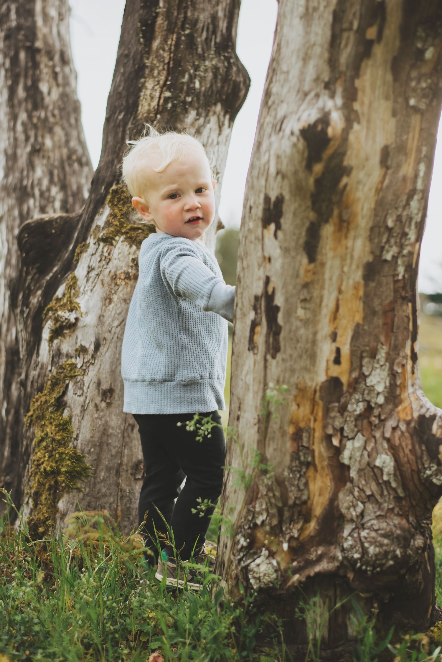 A young boy with light hair wearing a blue sweater stands between two large tree trunks in a grassy outdoor setting.
