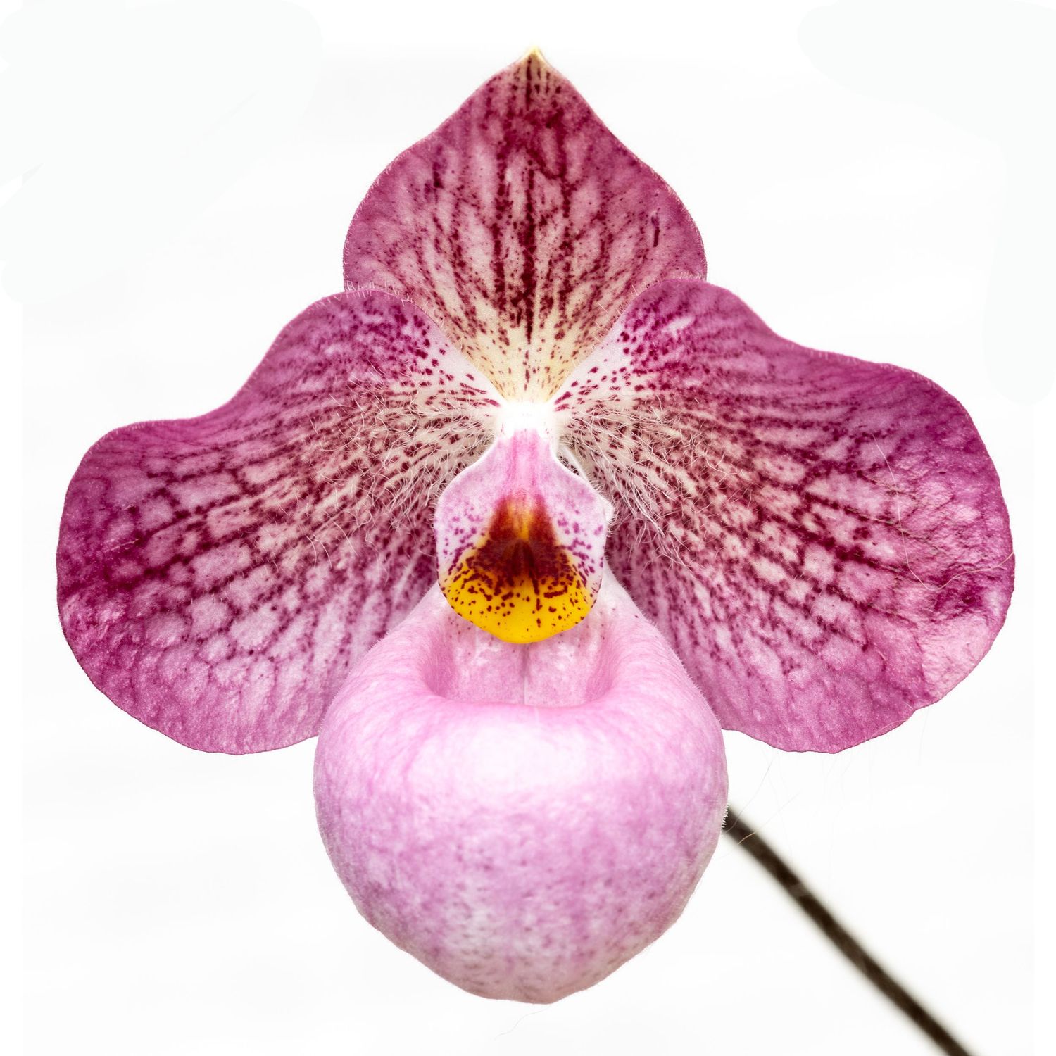 Photograph of a paphiopedilum Magic Lantern flower