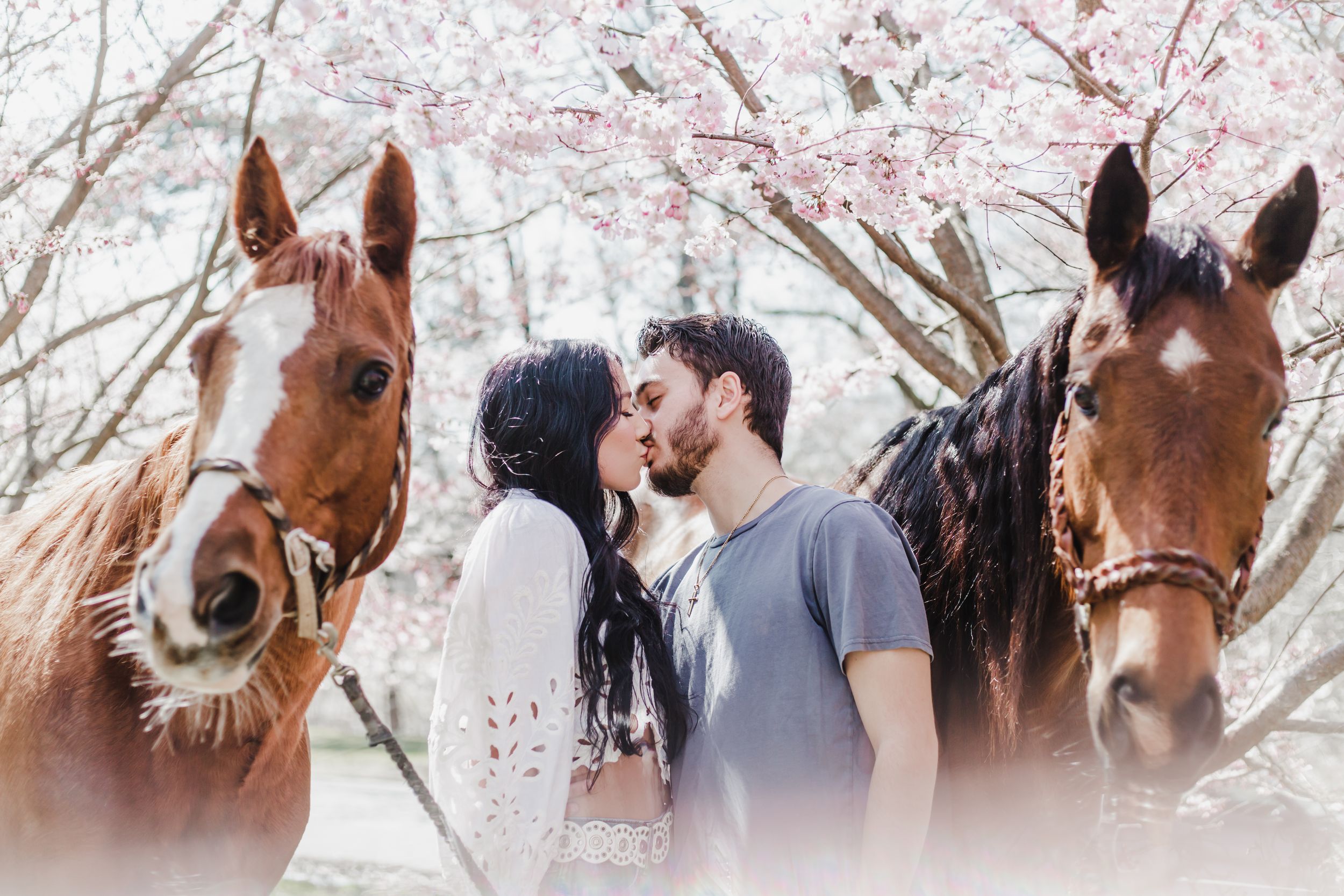 A series of brown horses standing together in front of cherry blossom trees on a spring day.