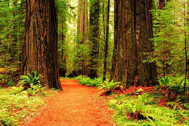 A winding dirt path through towering redwood trees with lush green ferns in a serene forest setting.