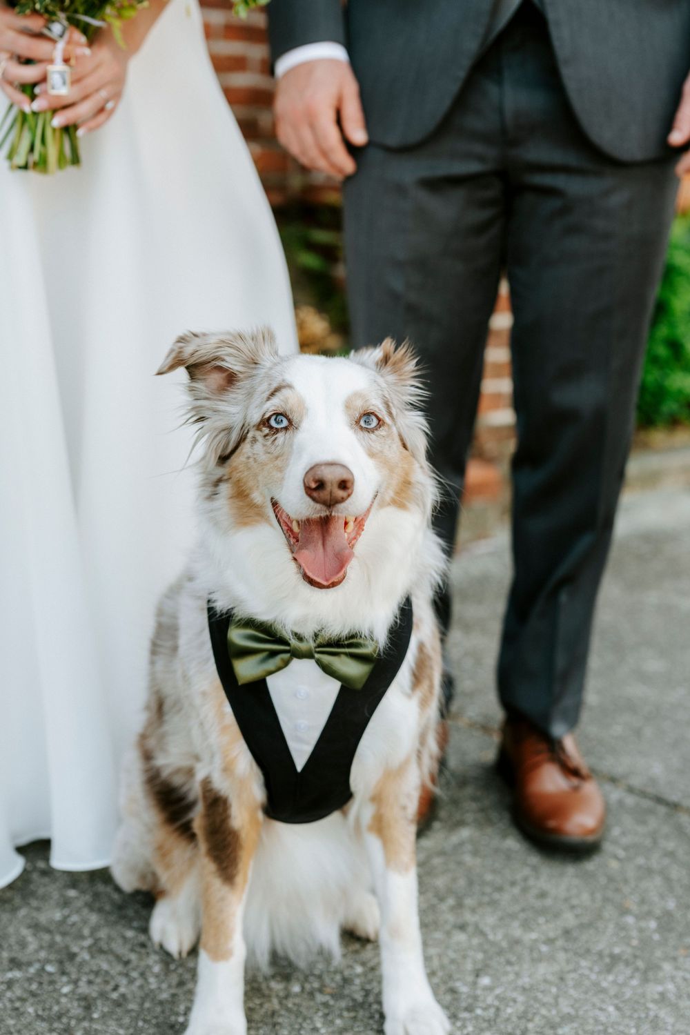 Australian shepherd dog wearing a black bow tie and tuxedo vest poses at a wedding between formal attire and white dress.