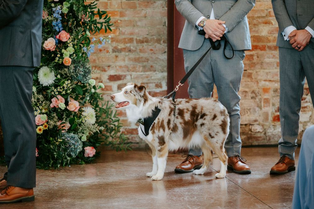 Australian shepherd dogs walk down a brick-lined aisle decorated with pink roses and greenery at a wedding ceremony.