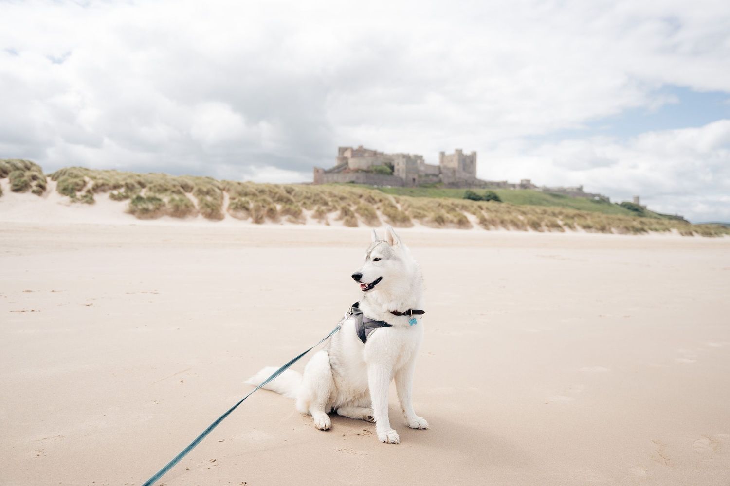 Chien sur la plage devant le château de Bamburgh