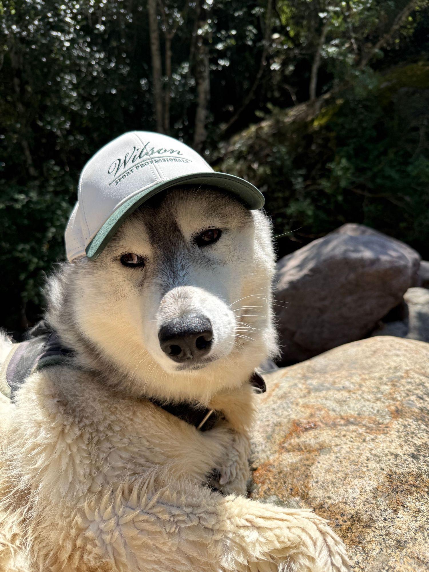 chien husky au bord de la rivière à porto en corse avec un casquette