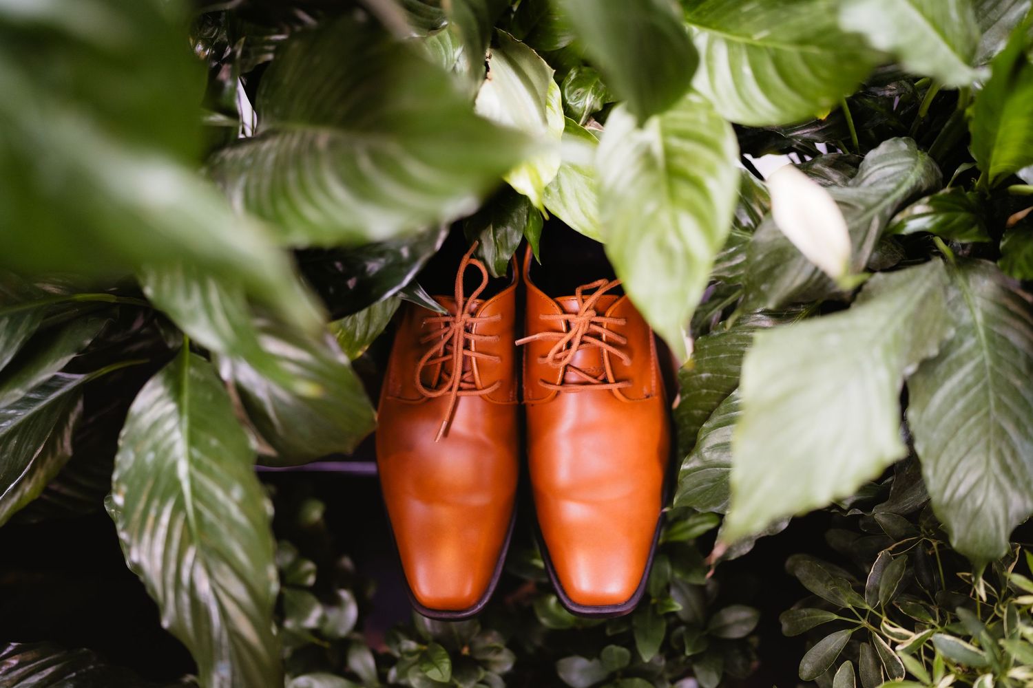Tan leather lace-up dress shoes placed among lush green tropical leaves and plants.
