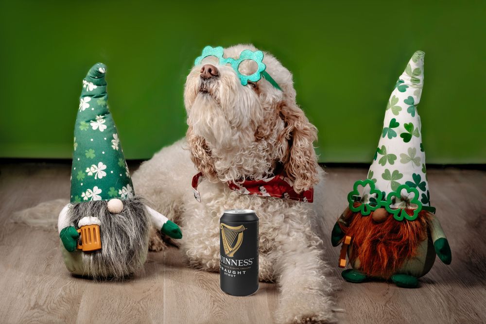 A fluffy dog with St. Patrick's Day decorations and themed gnomes around a Guinness beer.