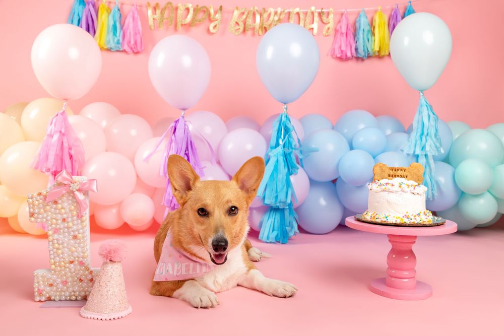 fotografia-canina
