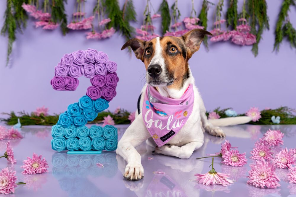 fotografia canina