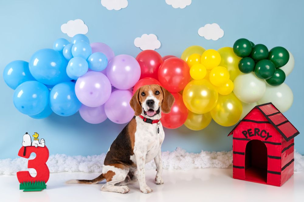 fotografia-canina