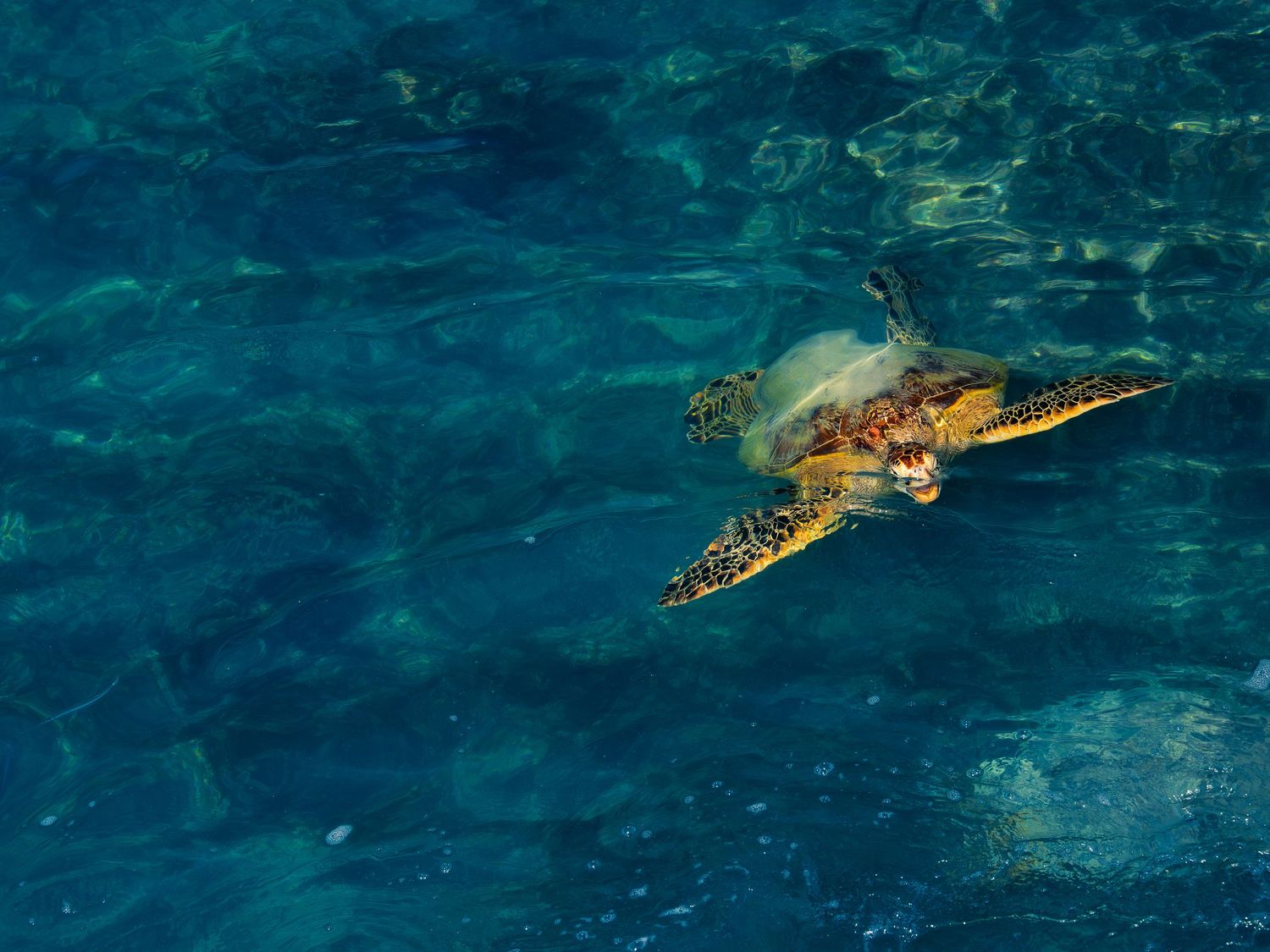 A green sea turtle rises toward the surface through clear turquoise water off Waikiki, Hawaii, flippers spread and shell lit from above.