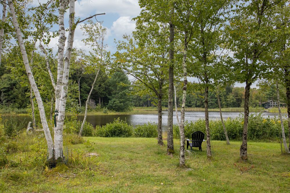 Peaceful lakeside yard with white birch trees, green grass, and Adirondack chair near water.