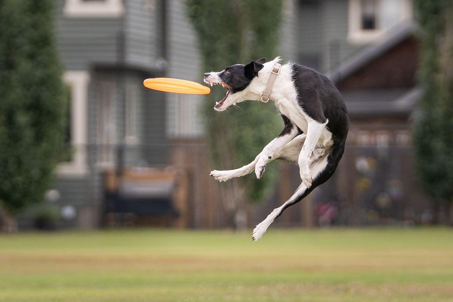 A fluffy white dog leaps through the air with a tennis ball in its mouth during a flyball competition.